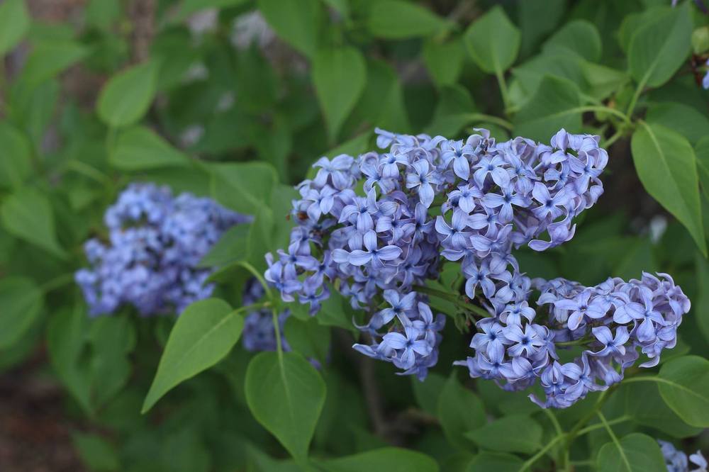 Photo of Common Lilac (Syringa vulgaris 'Wedgwood Blue') uploaded by Skiekitty