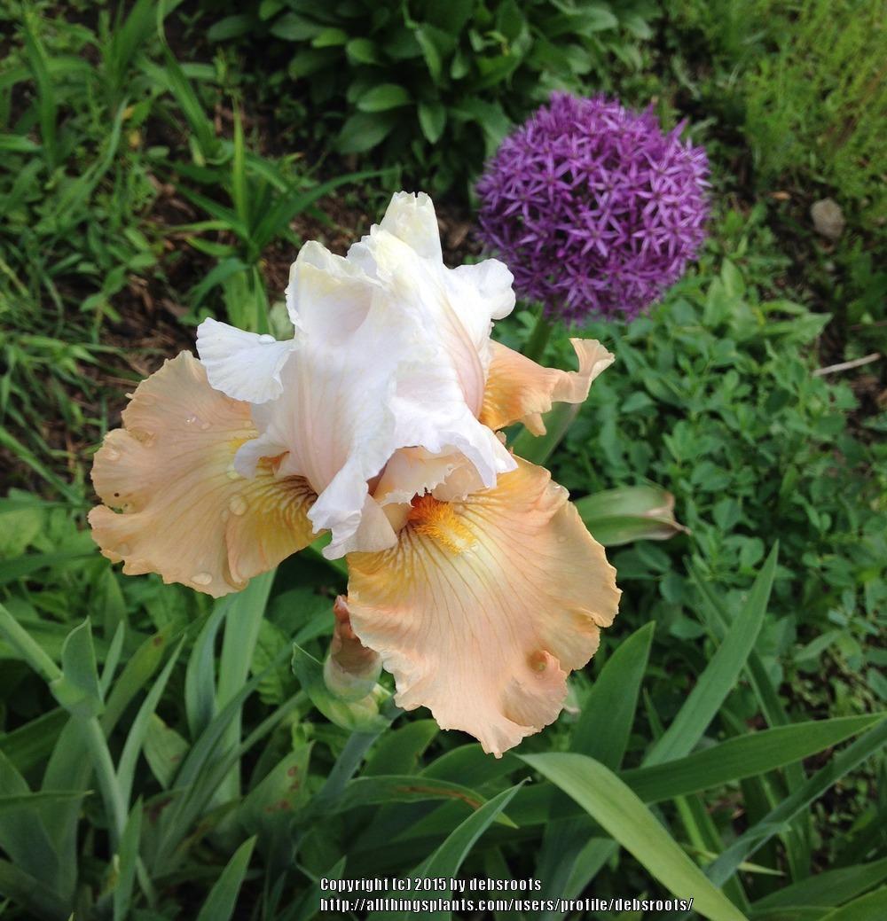 Photo of Tall Bearded Iris (Iris 'Champagne Elegance') uploaded by debsroots