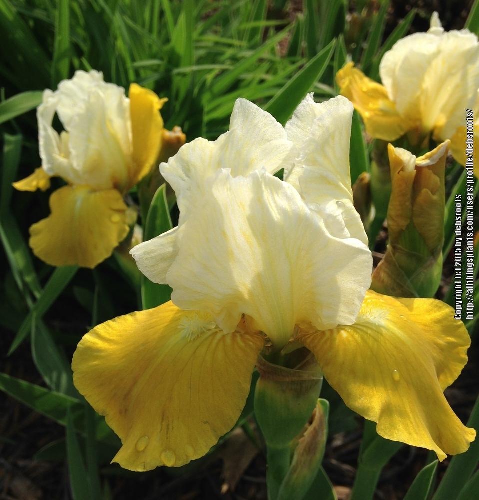 Photo of Intermediate Bearded Iris (Iris 'Apollo's Touch') uploaded by debsroots