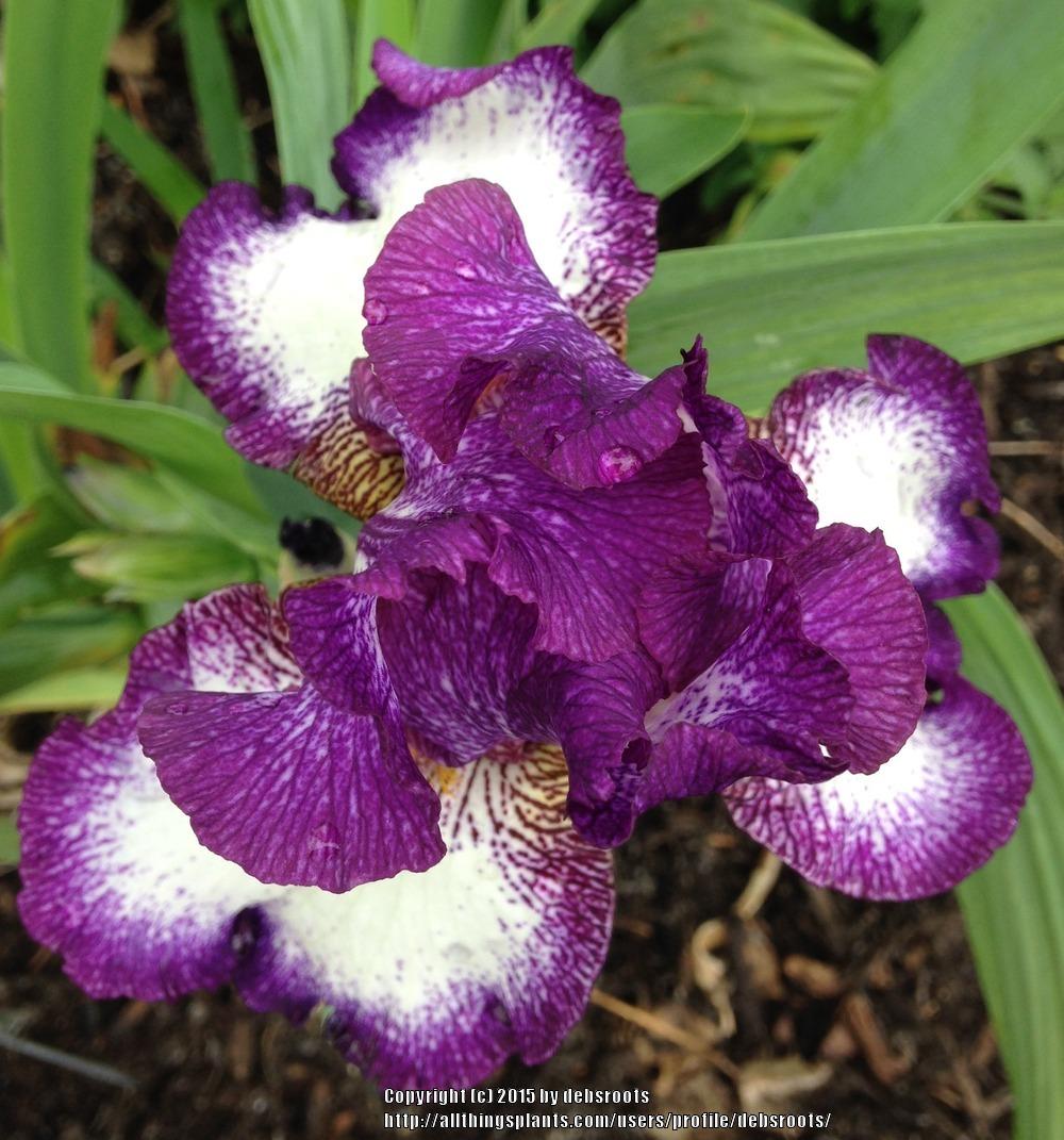 Photo of Tall Bearded Iris (Iris 'Bargello Art') uploaded by debsroots