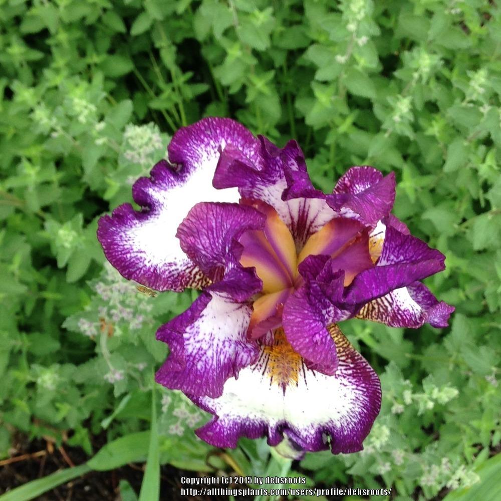 Photo of Tall Bearded Iris (Iris 'Bargello Art') uploaded by debsroots