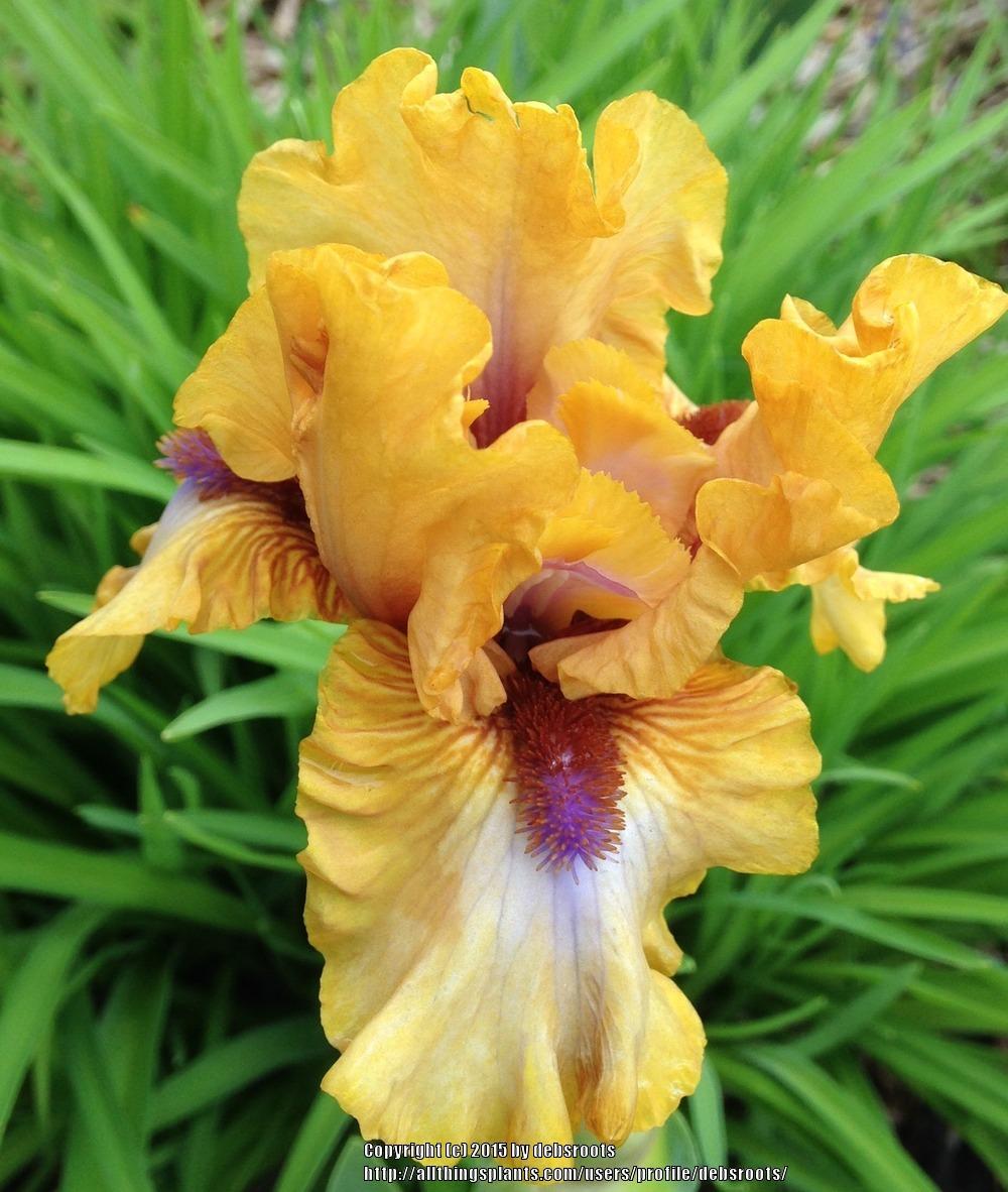 Photo of Intermediate Bearded Iris (Iris 'Micro Magic') uploaded by debsroots