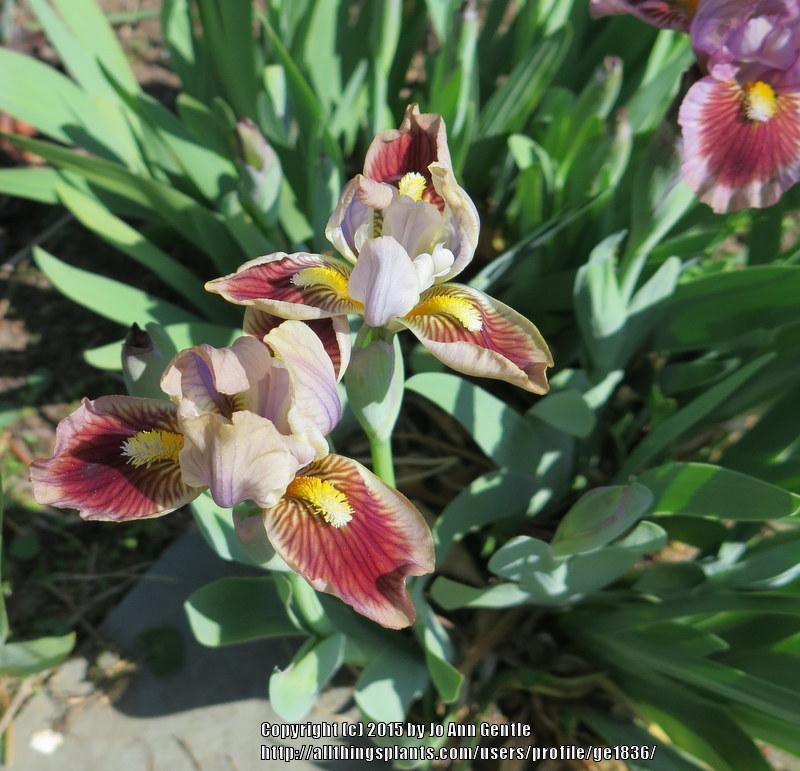 Photo of Standard Dwarf Bearded Iris (Iris 'Giggles and Grins') uploaded by ge1836