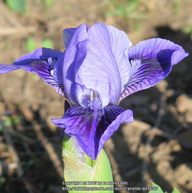 Photo of Standard Dwarf Bearded Iris (Iris 'Bow Tie') uploaded by ge1836