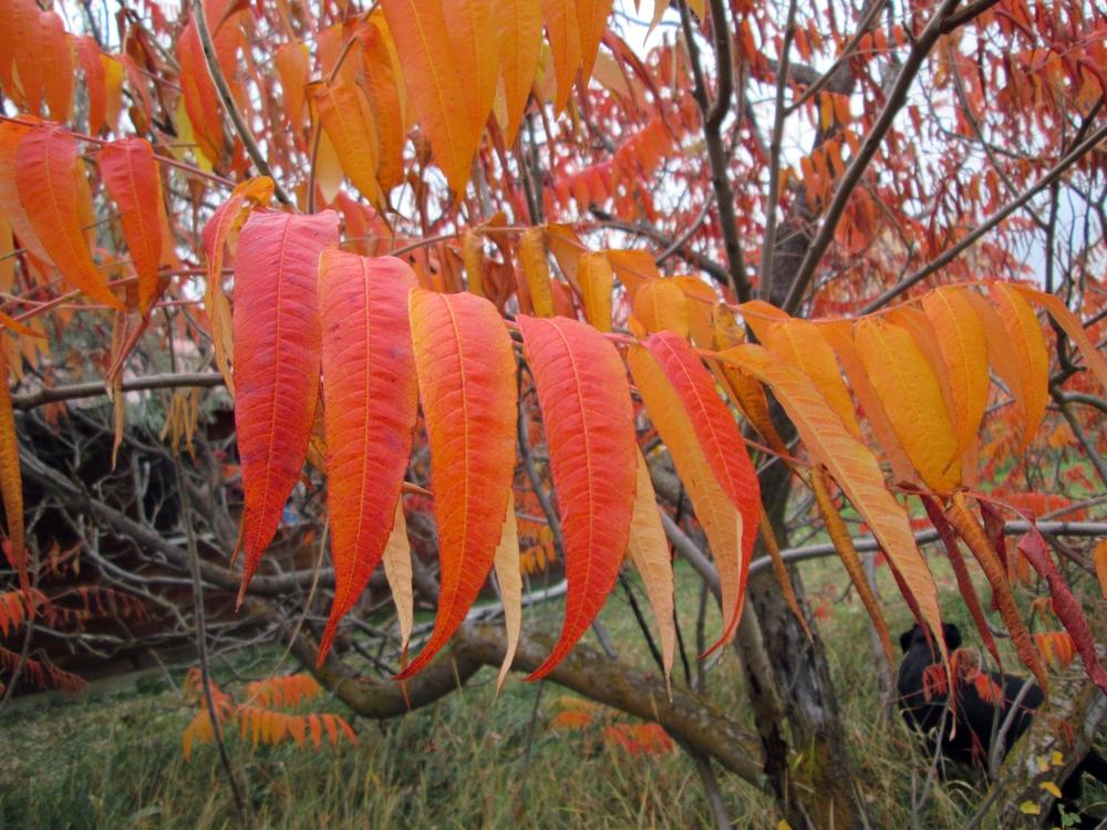 Photo of Staghorn Sumac (Rhus typhina) uploaded by lauribob