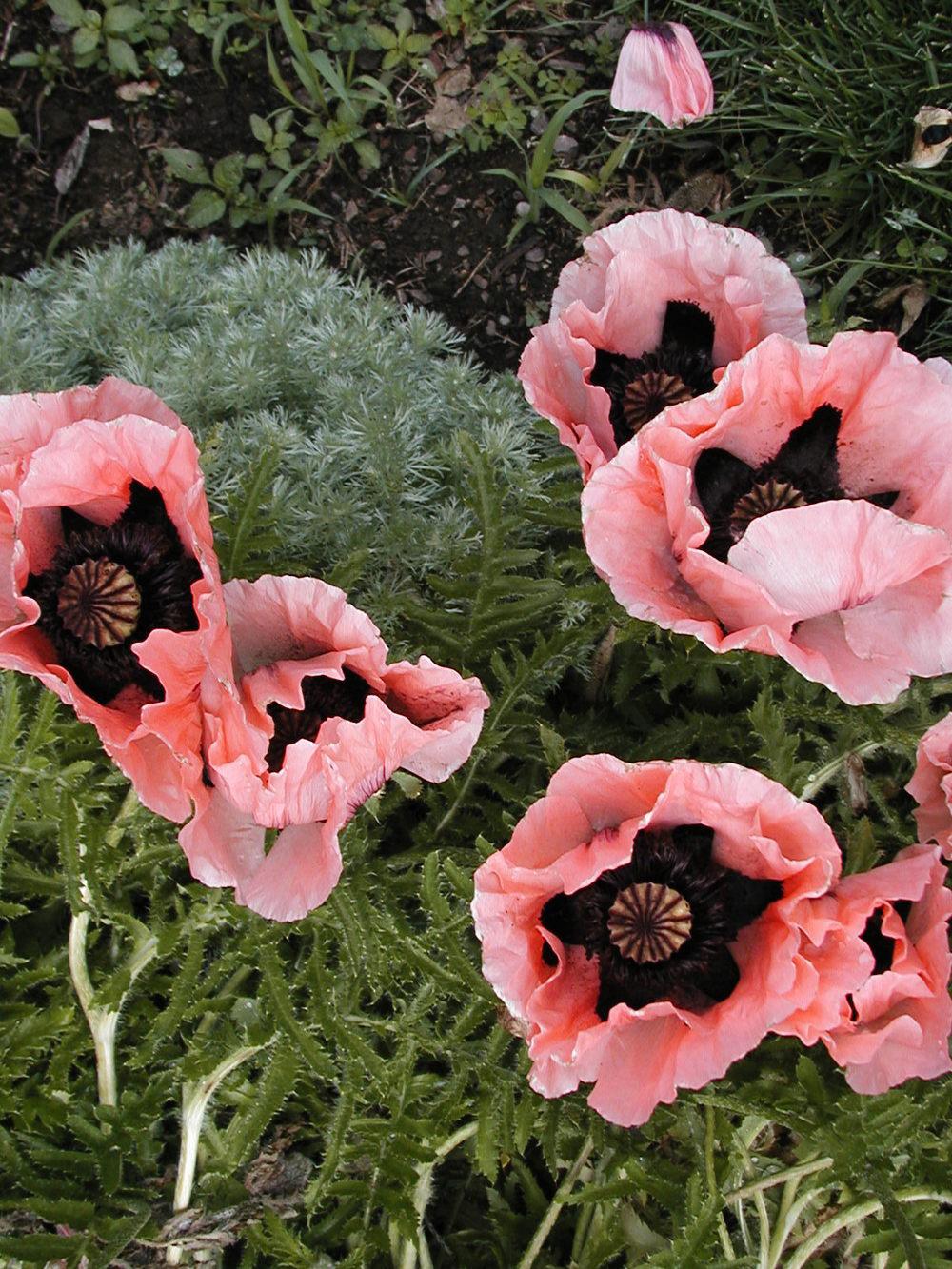 Photo of Oriental Poppy (Papaver orientale) uploaded by lauribob