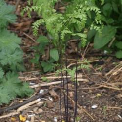 Location: Allentown, Pennsylvania
Date: 2015-05-07
I love this aspect of the fern - the thin almost black stems risi