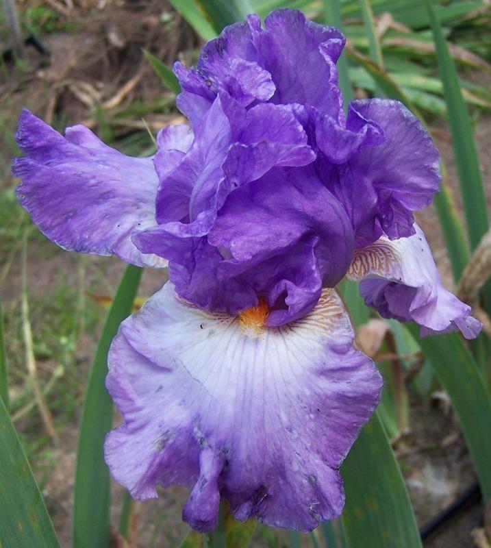 Photo of Tall Bearded Iris (Iris 'Exotic Melody') uploaded by Calif_Sue
