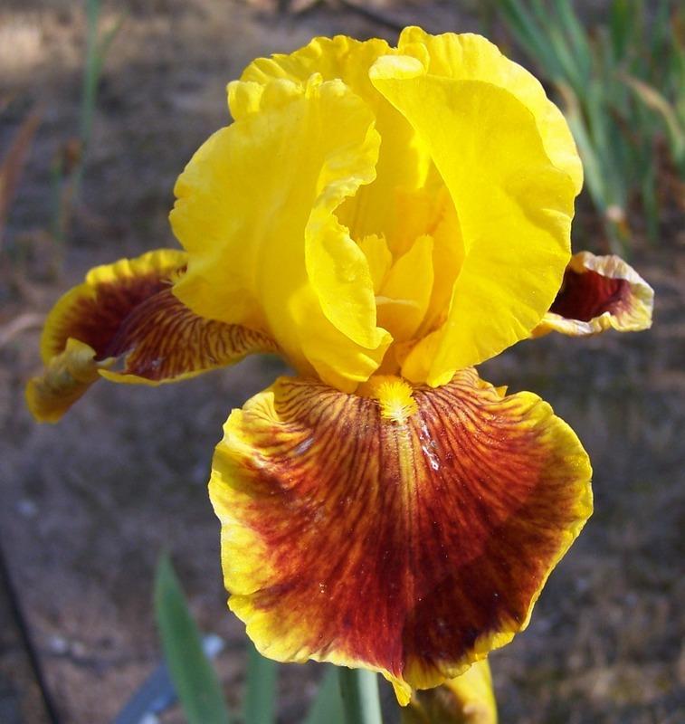 Photo of Tall Bearded Iris (Iris 'Fanfaron') uploaded by Calif_Sue