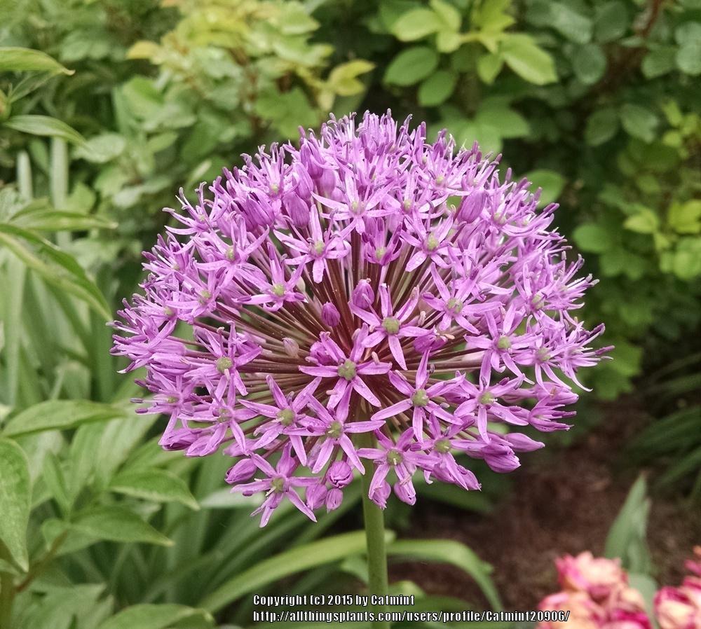 Photo of Flowering Onion (Allium aflatunense) uploaded by Catmint20906