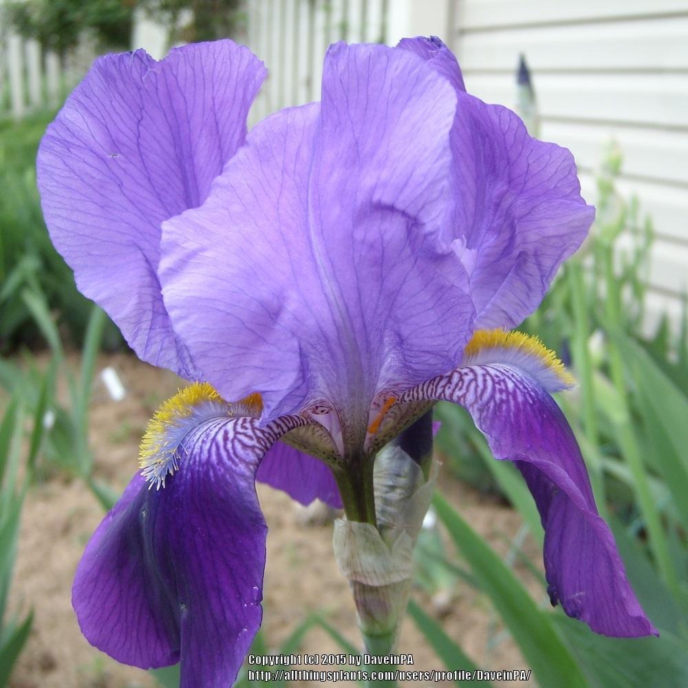 Photo of Tall Bearded Iris (Iris 'Pioneer') uploaded by DaveinPA