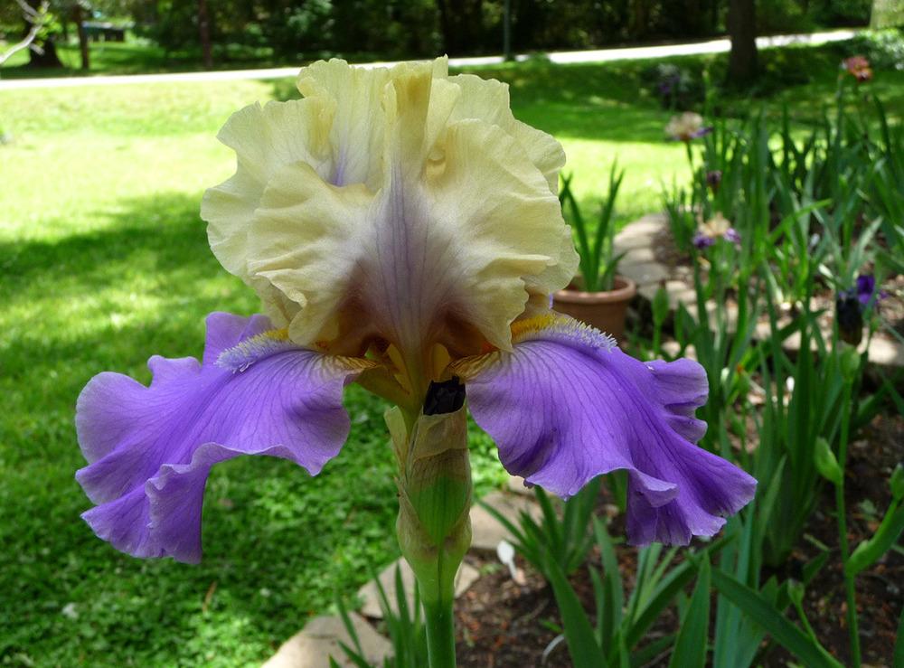 Photo of Tall Bearded Iris (Iris 'Kevin's Theme') uploaded by Lestv
