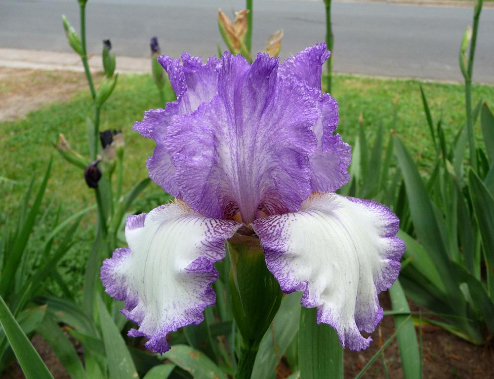 Photo of Tall Bearded Iris (Iris 'Girly Girl') uploaded by Lestv