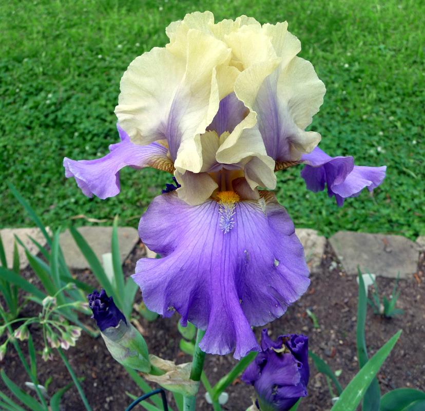 Photo of Tall Bearded Iris (Iris 'Kevin's Theme') uploaded by Lestv