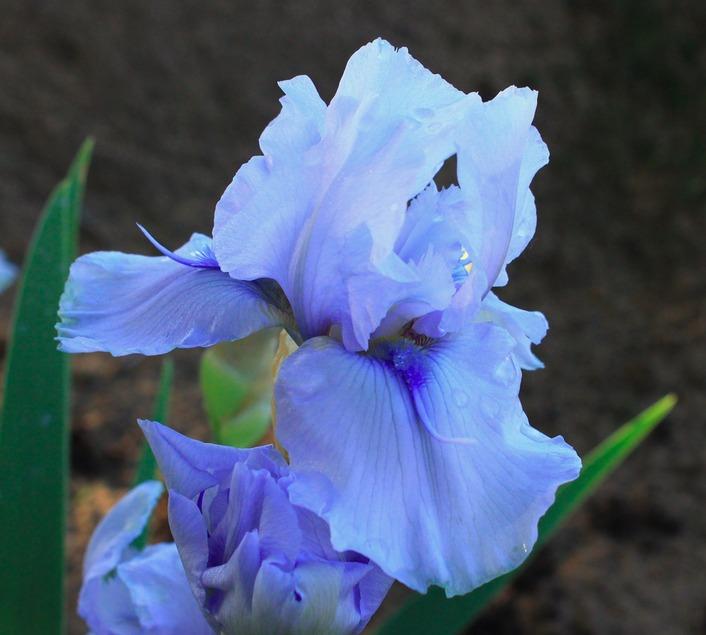 Photo of Tall Bearded Iris (Iris 'Blue Fin') uploaded by Moiris