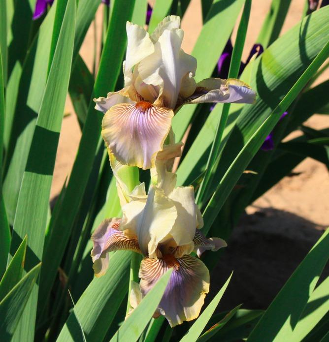 Photo of Tall Bearded Iris (Iris 'Green and Gifted') uploaded by Moiris