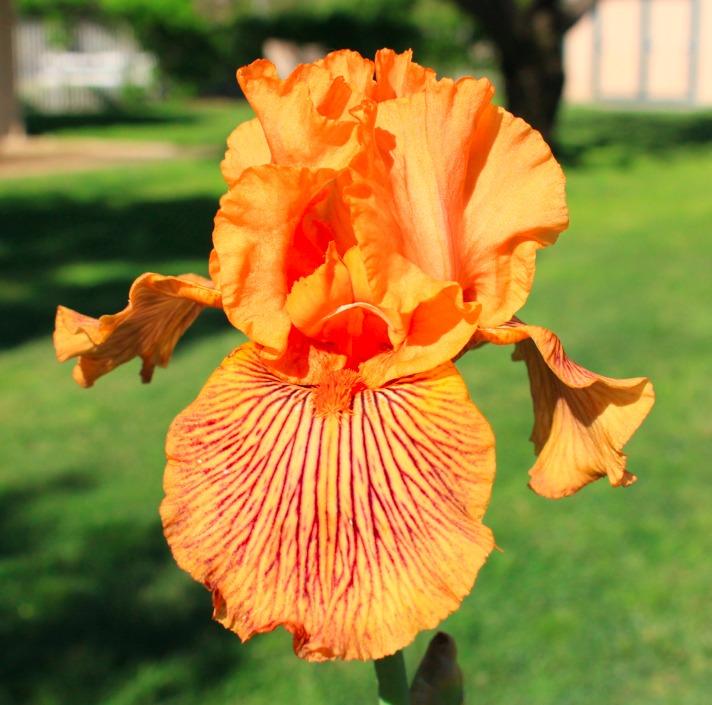 Photo of Tall Bearded Iris (Iris 'Teasing Tiger') uploaded by Moiris