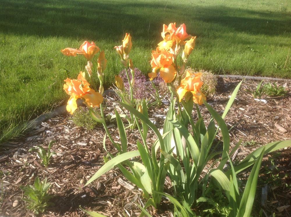 Photo of Tall Bearded Iris (Iris 'Rave On') uploaded by PutteringinIdaho