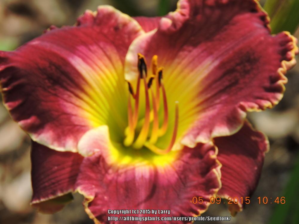 Photo of Daylily (Hemerocallis 'Remembering Joan') uploaded by Seedfork