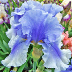 Location: My Gardens
Date: May 2009
A Favorite TB Here Always: Striking Iris!