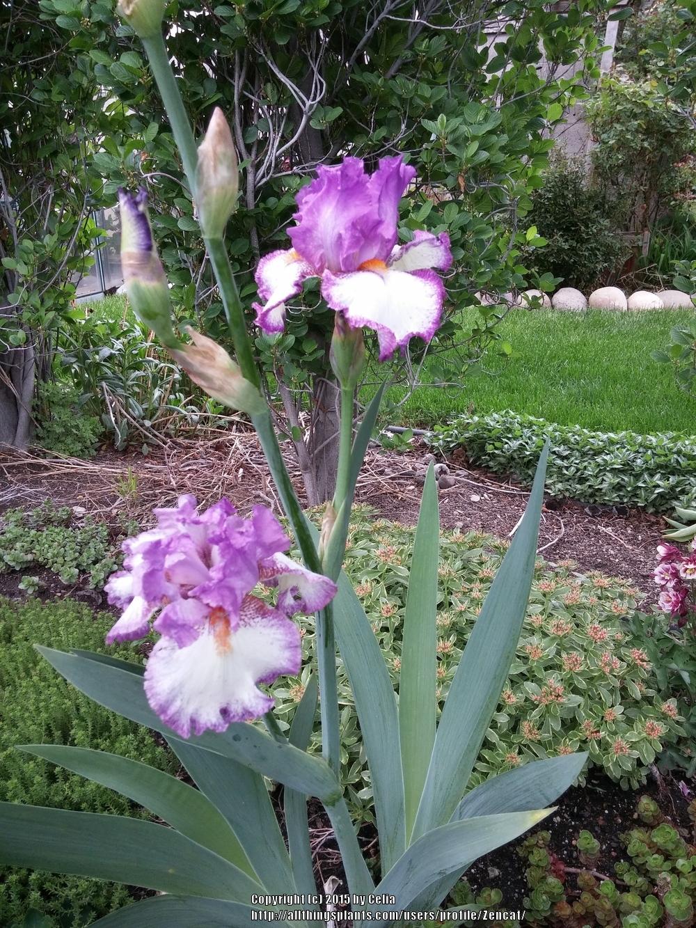 Photo of Tall Bearded Iris (Iris 'Swept Off My Feet') uploaded by Zencat