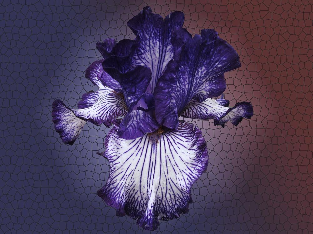 Photo of Tall Bearded Iris (Iris 'Art Deco') uploaded by admin