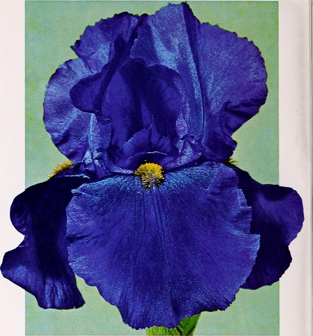 Photo of Tall Bearded Iris (Iris 'Allegiance') uploaded by admin