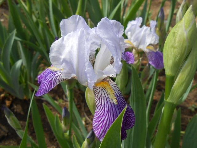 Photo of Tall Bearded Iris (Iris 'Neglecta') uploaded by crowrita1