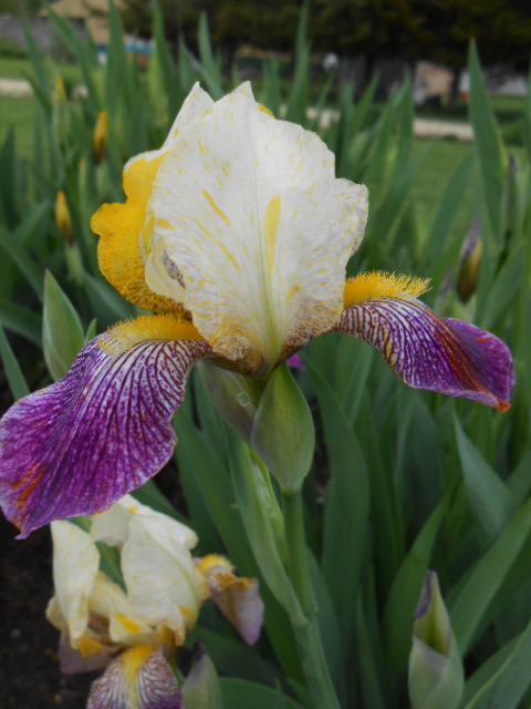 Photo of Miniature Tall Bearded Iris (Iris 'Joseph's Coat Katkamier') uploaded by crowrita1