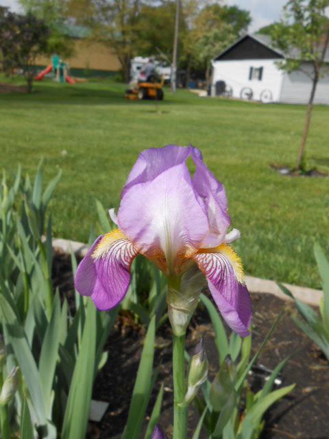 Photo of Tall Bearded Iris (Iris 'Queen of May') uploaded by crowrita1
