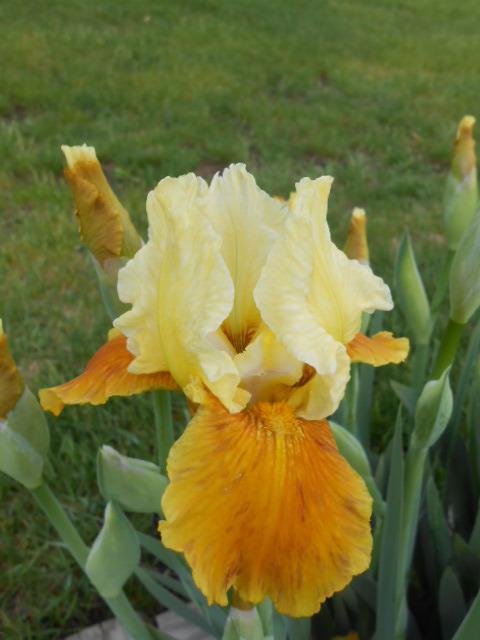 Photo of Intermediate Bearded Iris (Iris 'Honey Glazed') uploaded by crowrita1