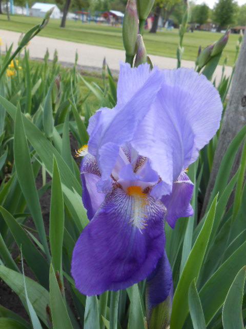 Photo of Tall Bearded Iris (Iris 'Amas') uploaded by crowrita1
