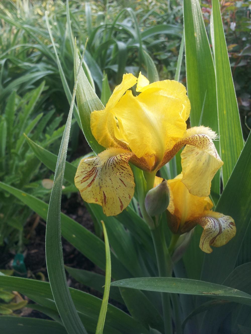 Photo of Miniature Tall Bearded Iris (Iris 'Kaleidoscope') uploaded by gemini_sage