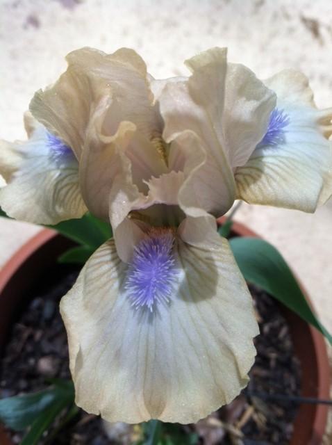 Photo of Standard Dwarf Bearded Iris (Iris 'Ahwahnee Princess') uploaded by grannysgarden