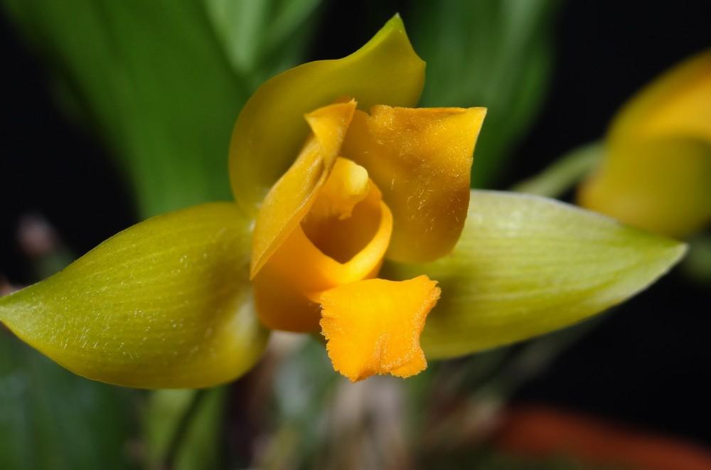 Photo of Orchid (Lycaste aromatica) uploaded by hawkarica