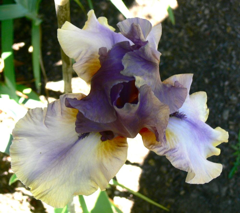 Photo of Tall Bearded Iris (Iris 'American Maid') uploaded by janwax