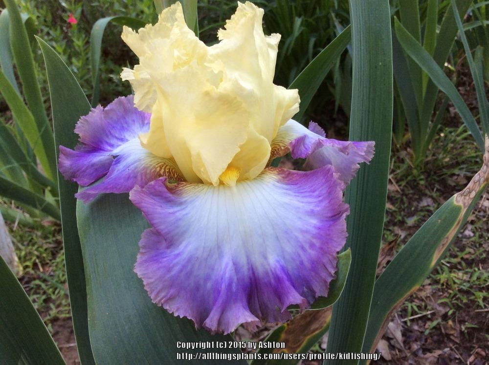 Photo of Tall Bearded Iris (Iris 'Hawaiian Sunrise') uploaded by kidfishing