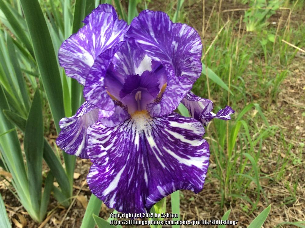 Photo of Border Bearded Iris (Iris 'Batik') uploaded by kidfishing