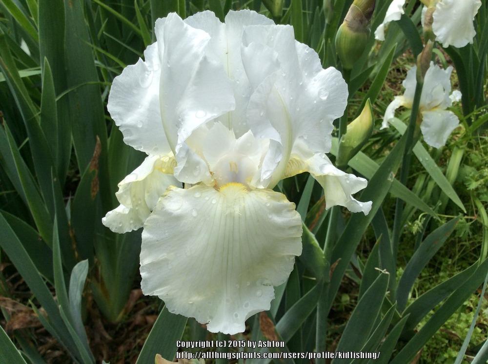 Photo of Tall Bearded Iris (Iris 'Immortality') uploaded by kidfishing