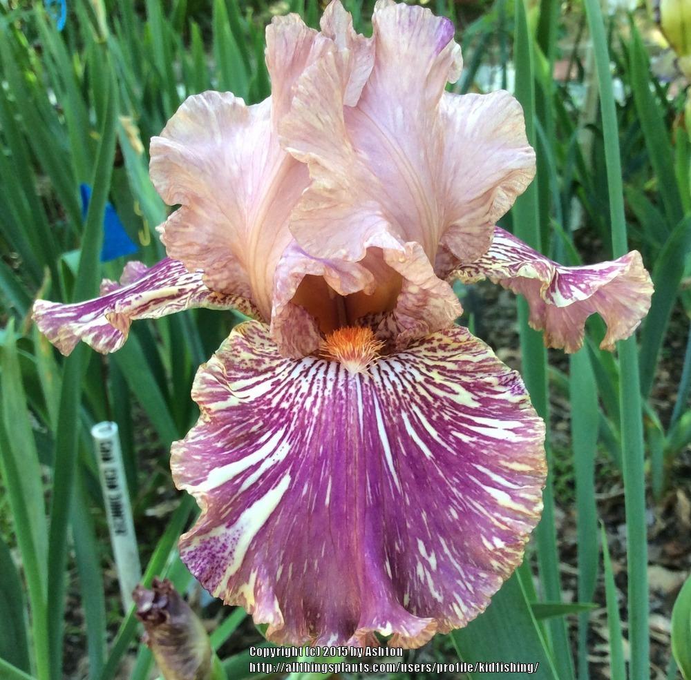 Photo of Tall Bearded Iris (Iris 'Broken Record') uploaded by kidfishing
