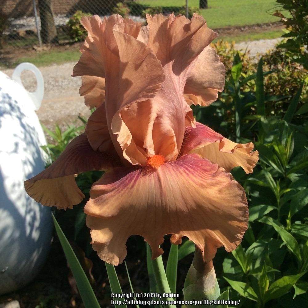 Photo of Tall Bearded Iris (Iris 'Stratagem') uploaded by kidfishing