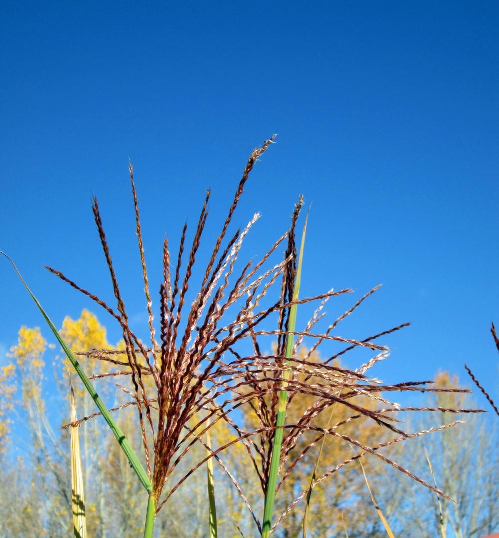 Photo of Zebra Grass (Miscanthus sinensis 'Zebrinus') uploaded by lauribob