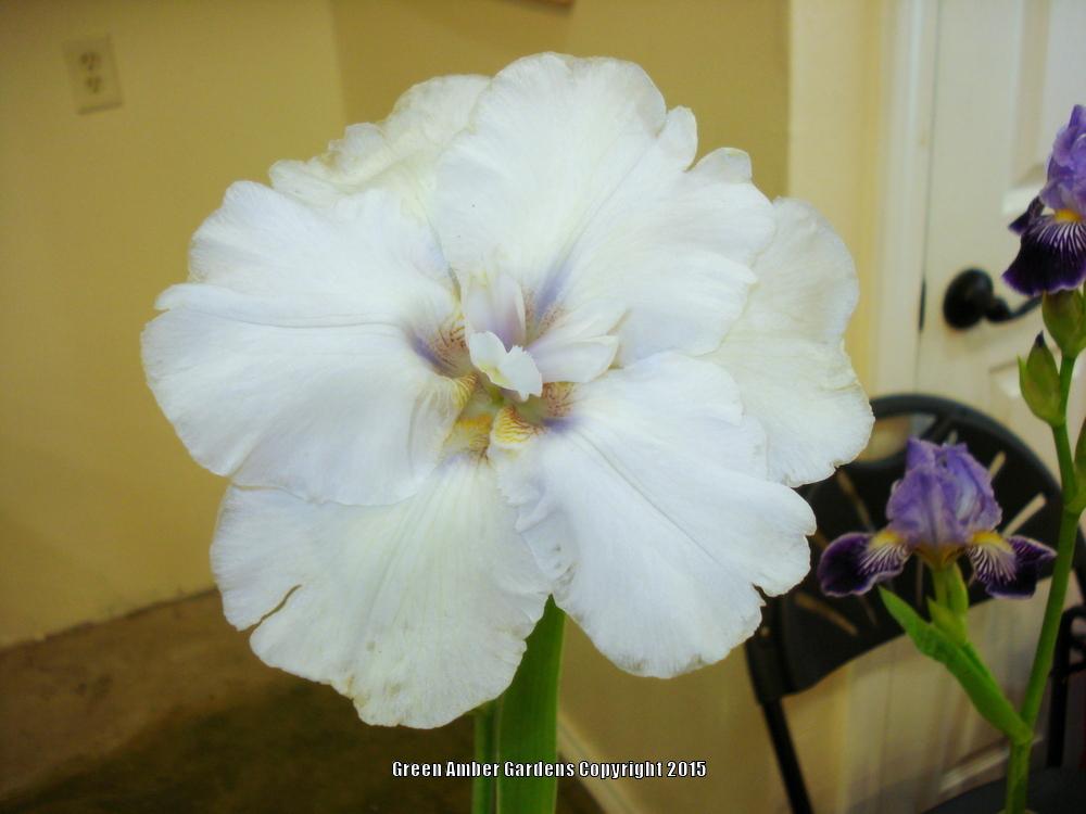 Photo of Tall Bearded Iris (Iris 'Frosty Moonscape') uploaded by lovemyhouse