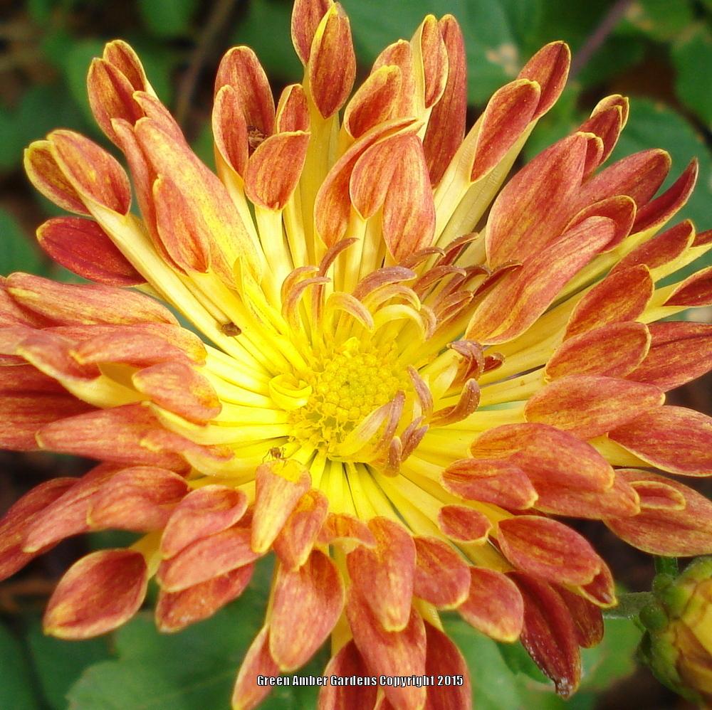 Photo of Mum (Chrysanthemum 'Matchsticks') uploaded by lovemyhouse