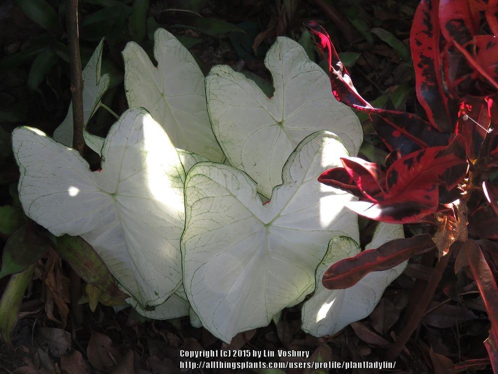 Photo of Fancy-leaf Caladium (Caladium 'Florida Moonlight') uploaded by plantladylin