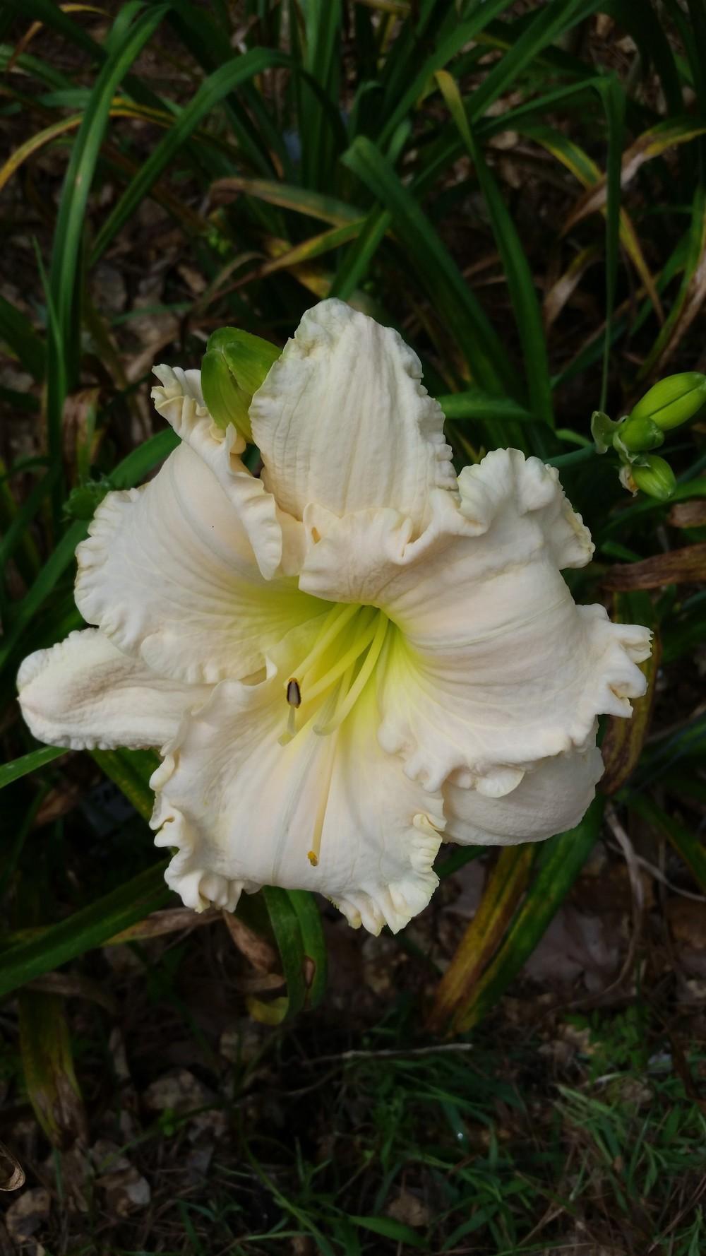 Photo of Daylily (Hemerocallis 'White Mountain') uploaded by value4dollars