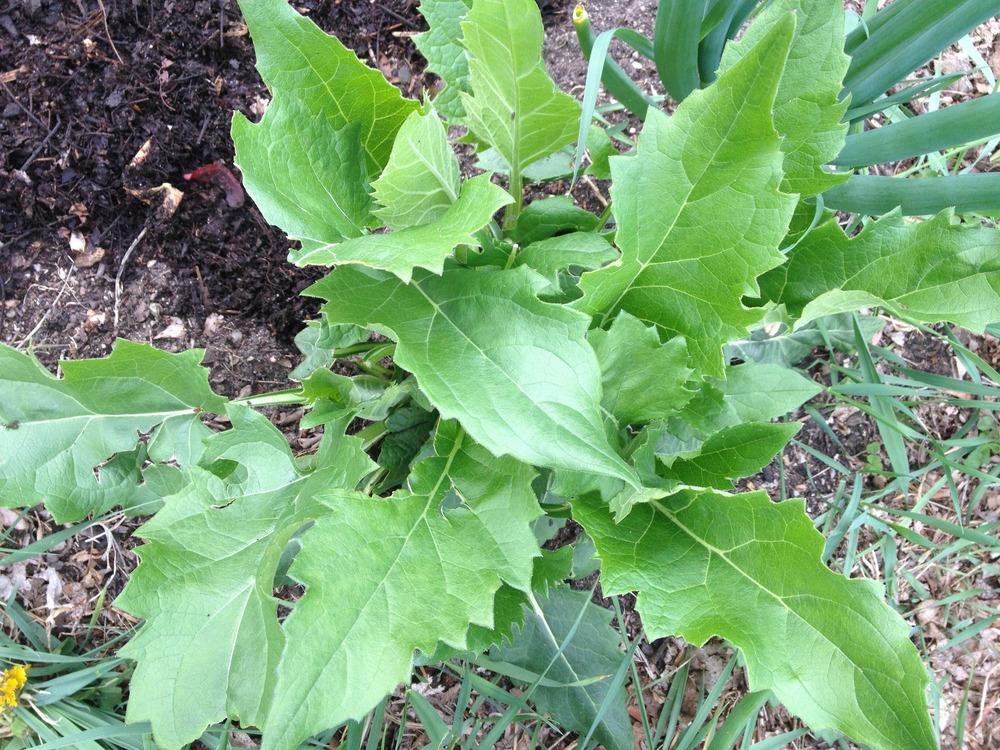 Photo of Cup Plant (Silphium perfoliatum) uploaded by Anderwood