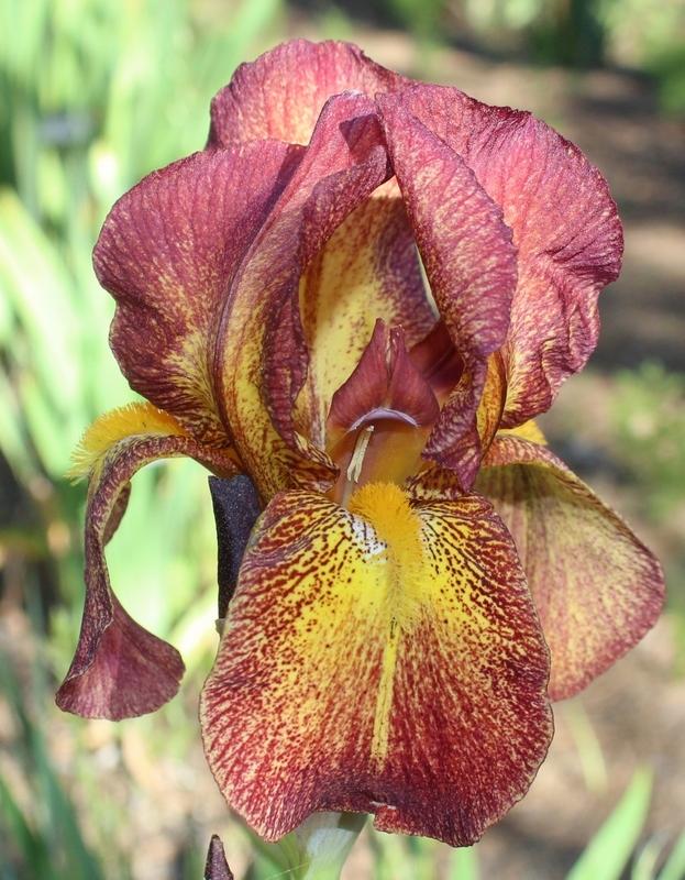 Photo of Tall Bearded Iris (Iris 'Gala Finale') uploaded by Calif_Sue