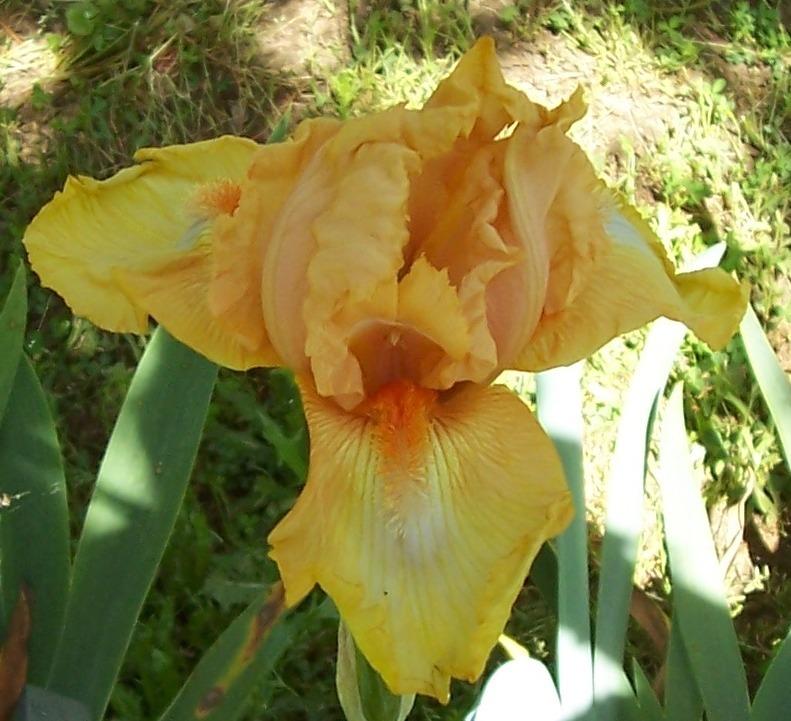 Photo of Tall Bearded Iris (Iris 'Festive Aire') uploaded by Calif_Sue