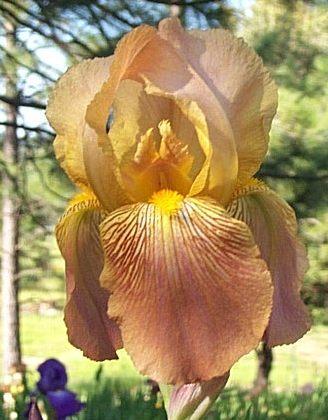 Photo of Tall Bearded Iris (Iris 'Fiesta') uploaded by Calif_Sue